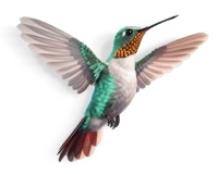 Unmatched Speed & Efficiency - Hummingbird