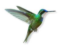 bird final